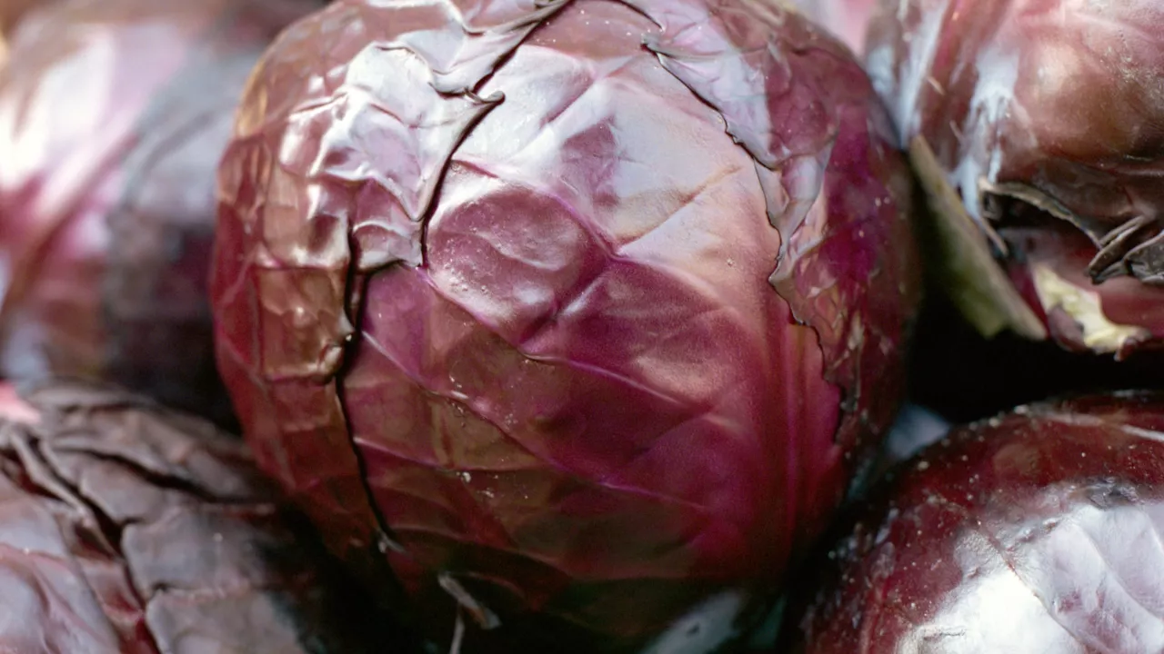 Klassisches Rotkraut