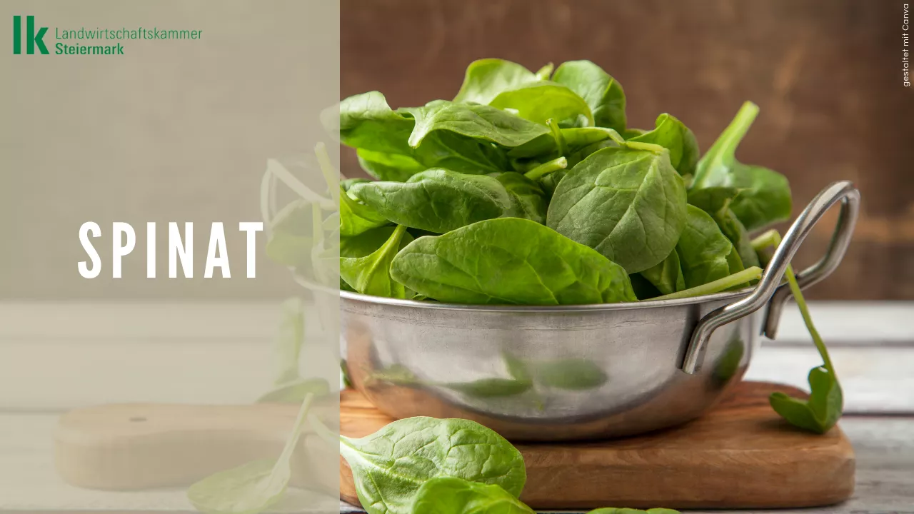 Spinat