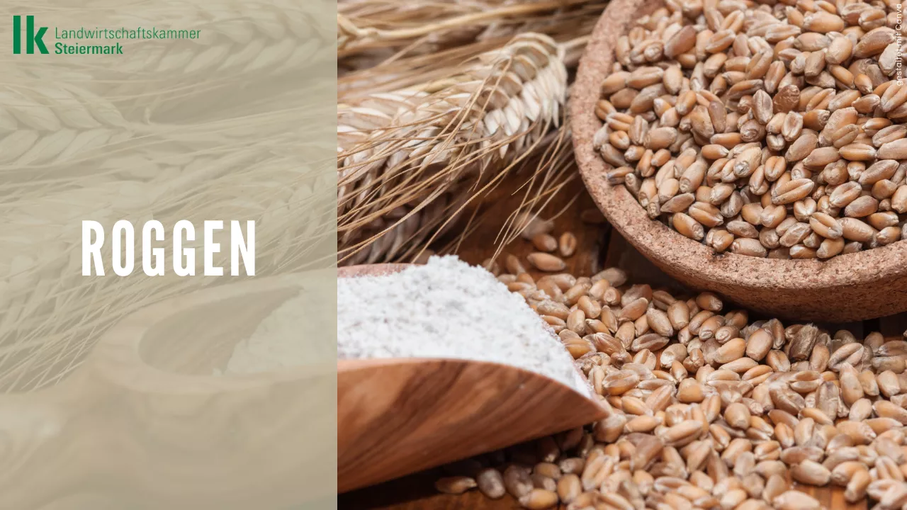 Roggen