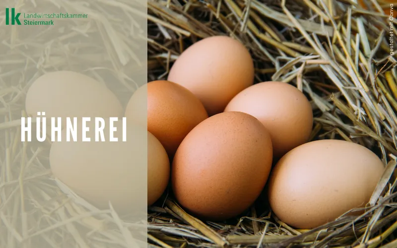 Hühnerei - Osterei
