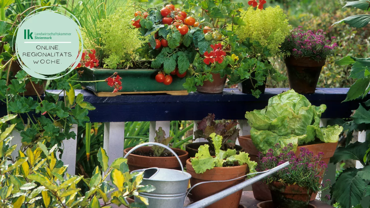 Webinar: Frisches Gemüse von Balkon und Terrasse – Balkongärtnern auf kleinstem Raum