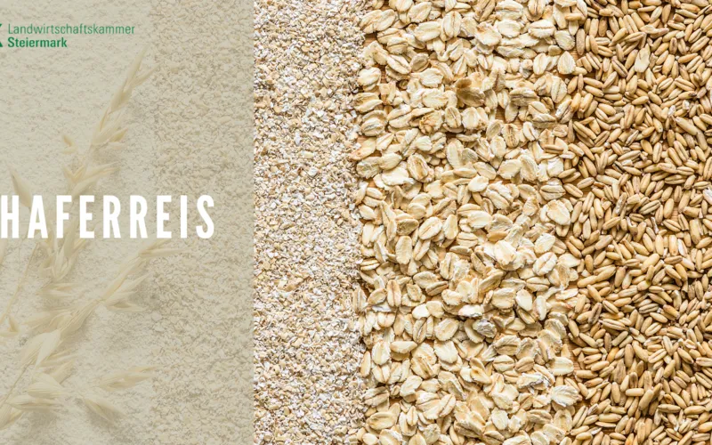 Haferreis - ein heimisches Superfood