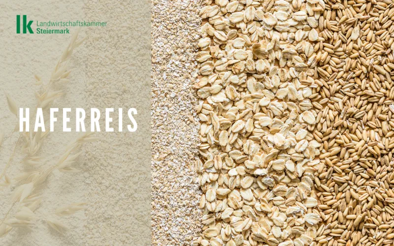 Haferreis - ein heimisches Superfood