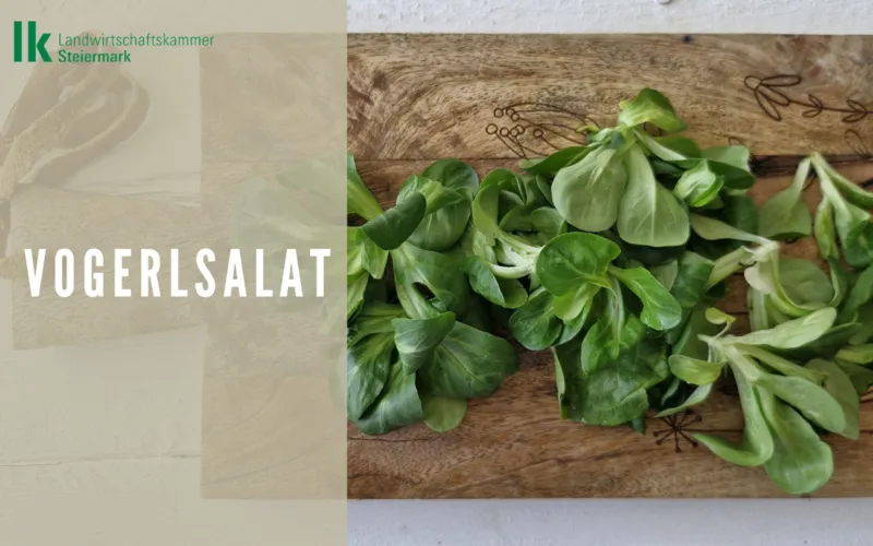 Vogerlsalat 