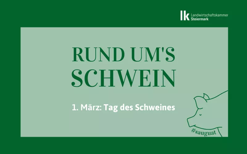 Tag des Schweines