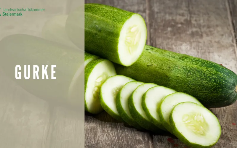 Gurkenvielfalt von Minis bis Maxi