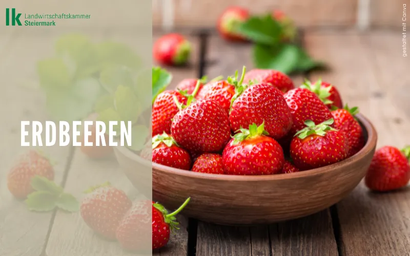 Erdbeeren 