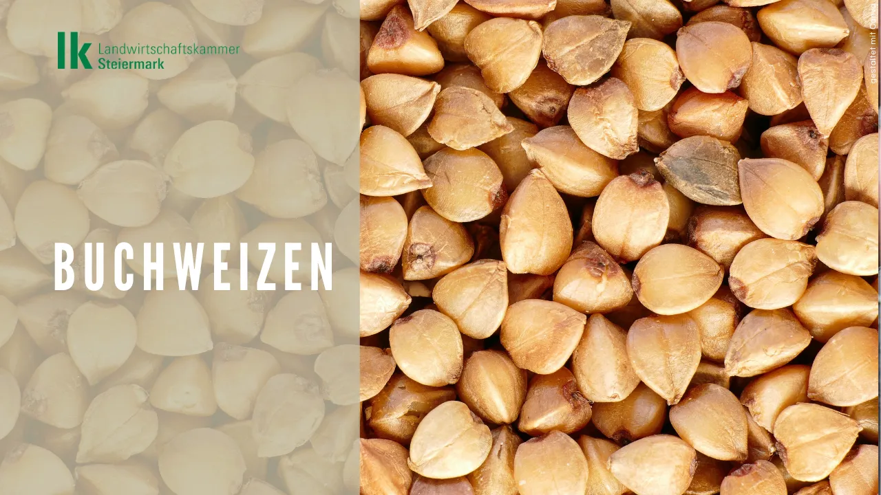 Heiden oder Buchweizen