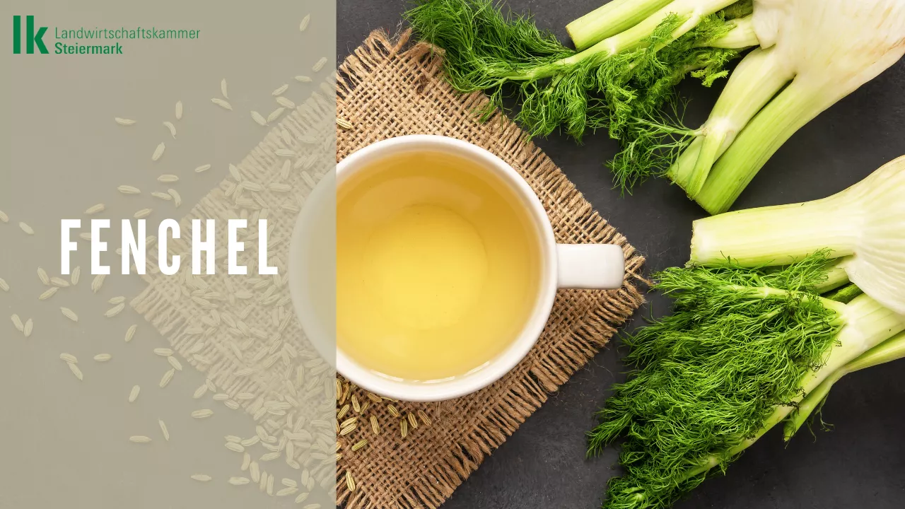 Fenchel