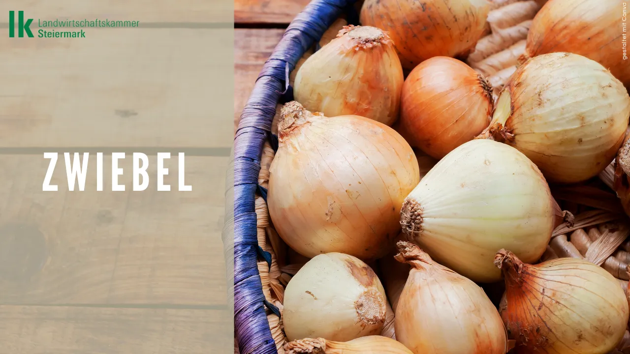 Zwiebeln in Österreich – mehr als nur Beilage