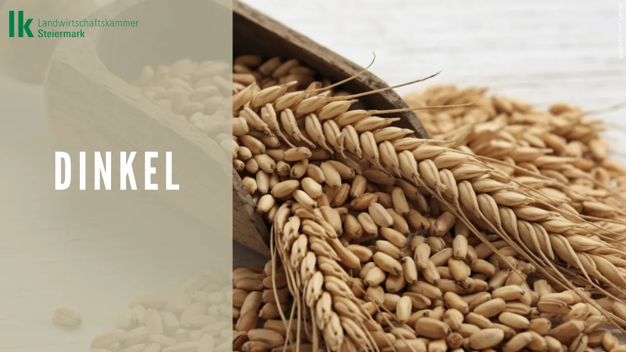 Dinkel