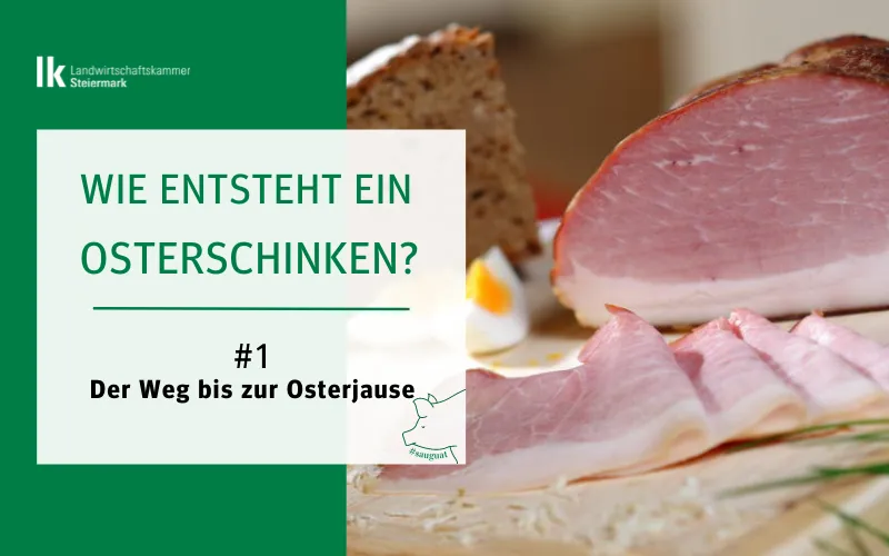 Dem Osterschinken auf der Spur 