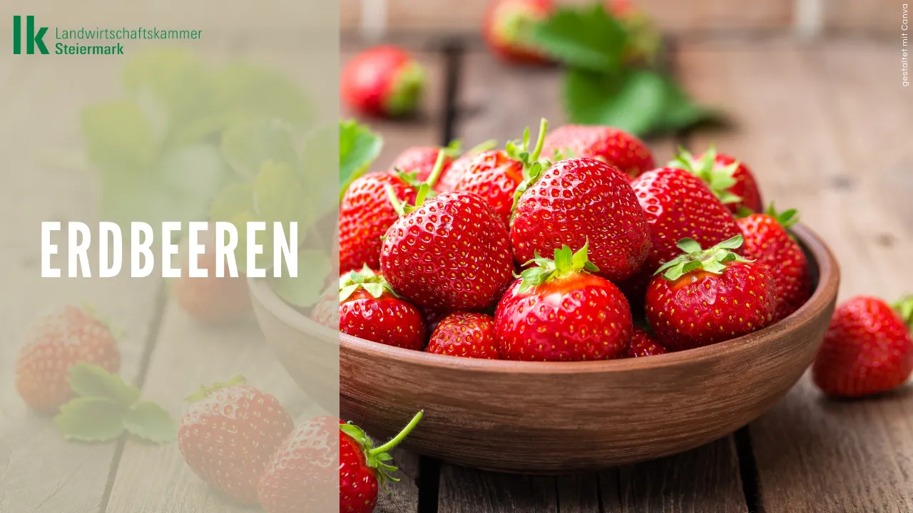 Erdbeeren 