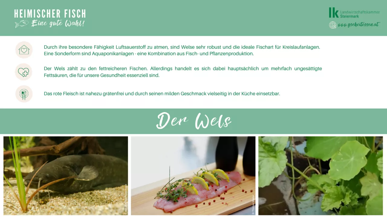 Wels