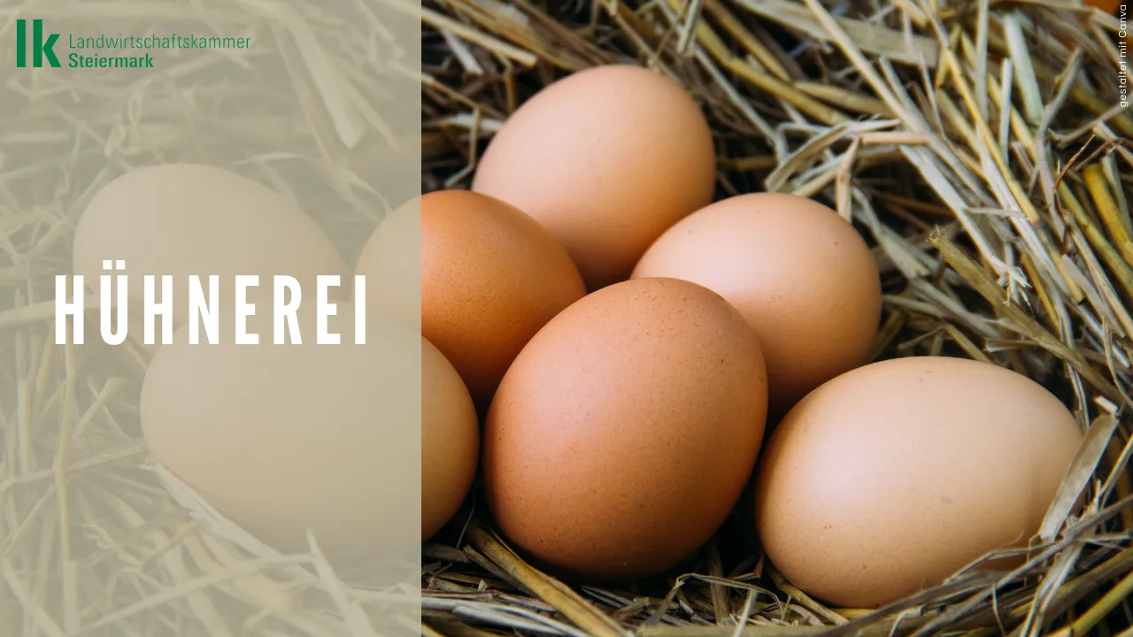 Hühnerei - Osterei
