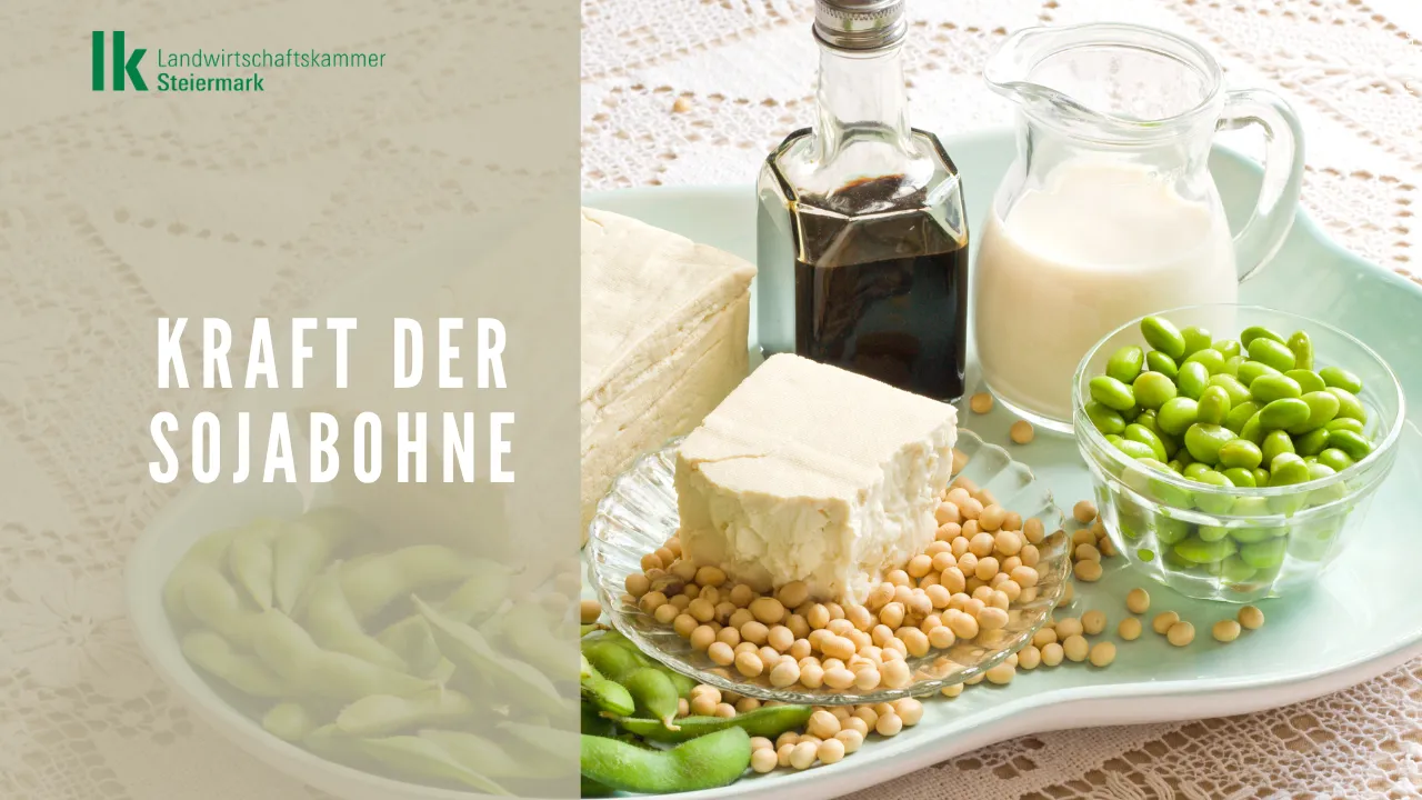 Tofu und Edamame - die Kraft der Sojabohne 