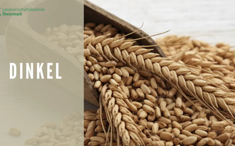 Dinkel