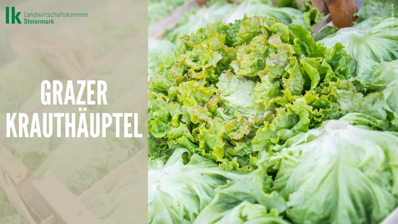 Grazer Krauthäuptel