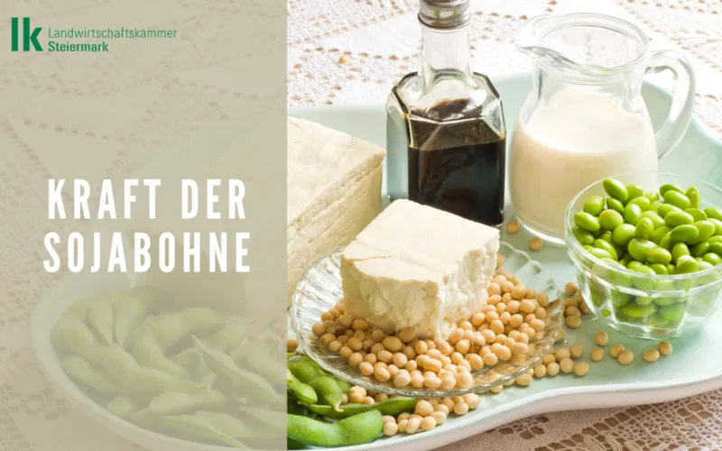 Tofu und Edamame - die Kraft der Sojabohne 